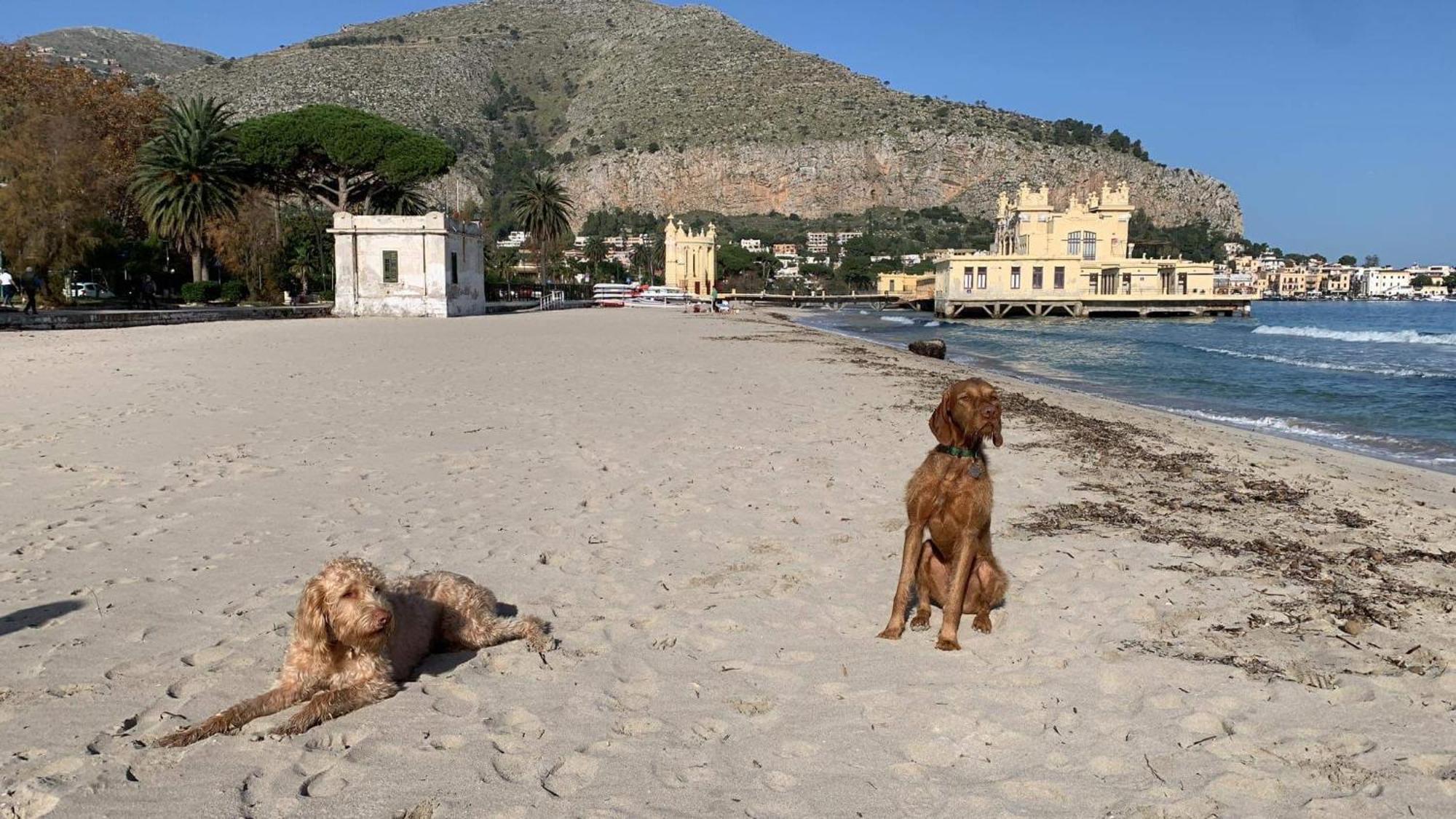 Due Cani Apartment Palermo Zewnętrze zdjęcie